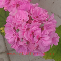 ���������� �������� Bold Carusel 0