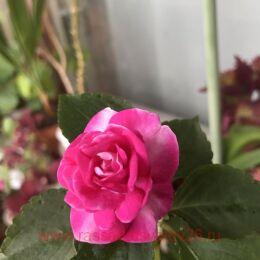  Fist Srklr ht ink 27