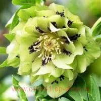  Double Ellen&#174; Green 4