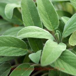  ( ) GrowerS Friend 3