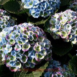     (Magical Revolution) 77