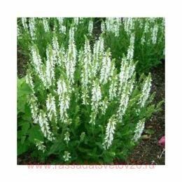  () Victoria White 11