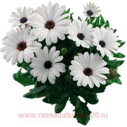  	MARGARITA PLUS WHITE 32