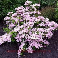 Гортензия ампельная French Bolero Pink 134