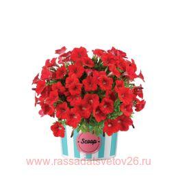  SCOOP CHERRY GELATO 172