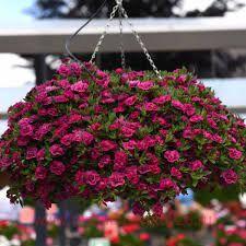  Aloha Double Dark Pink 60