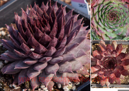  BigSam Country Red 4