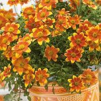  Beedance Painted Red 5