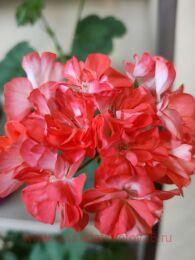 ���������� Jägershus Athena 13