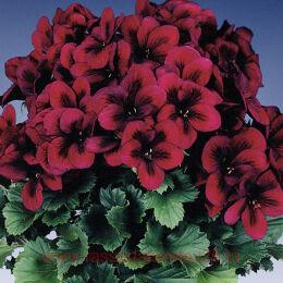   Regalia Chocolate 43