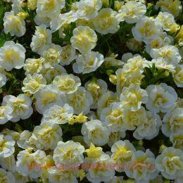  Superbells Double Cream 6