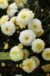  Percussion Double Lemon 