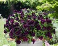  Origami Burgundy 142