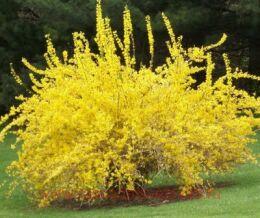 	Forsythia int. 'Spectabilis'
