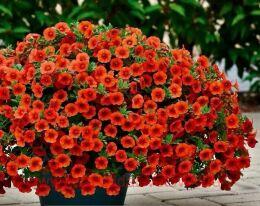 ���������� Noa Papaya 29