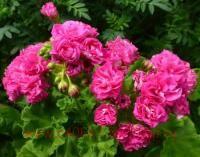 ���������� ���������� Lara Harmony 88