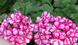 ���������� ������������ Arctic Frost 286