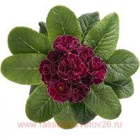  Petticoat Violett 27