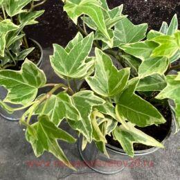 ,   'MONA LISA' ( ) 48