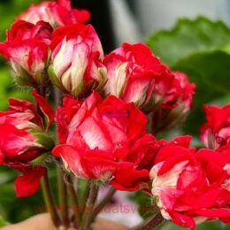 ���������� ��-������� �����