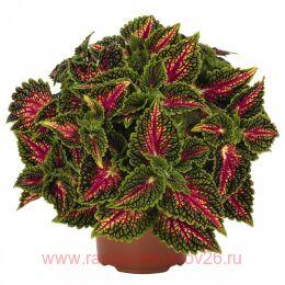  Stained Glassworks Spacecake 64