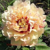  - Canary Brilliants 25