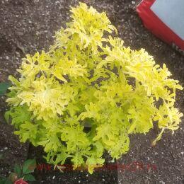  Under The Sea Yellowfin Tuna 65