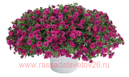  Colibri Double Deep Purple 