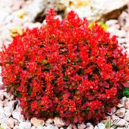 �������� �������� 'Lutin Rouge'PBR 1