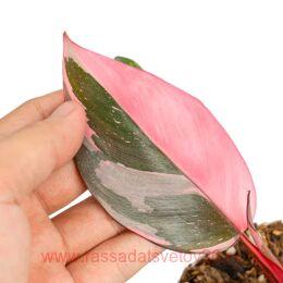 ����������� Philodendron Pink Princess Marble 32