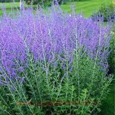  Perovskia atriplicif. 'Little Spire' 1