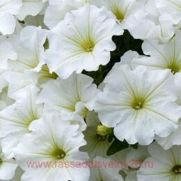  Potunia Plus White 2