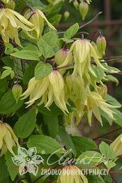   'Golden Dream'PBR 72