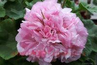 ���������� ��-���� 300