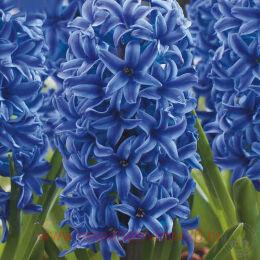  Hyacinthus Blue Jacket 1