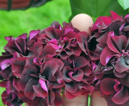 ���������� ������������ Antoinette Crozy 12