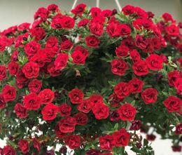 ���������� Oro Double	Red 39