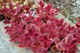  SunSparkler&#174; Wildfire 40