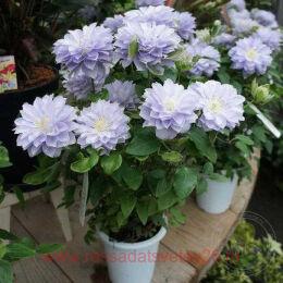 �������� ��������� 96