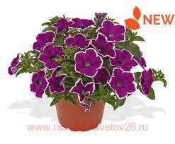  Surprise Magenta Halo 68