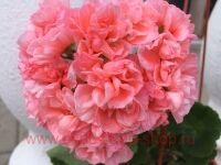 ���������� �������� Bold Sunrise 0