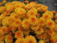   gigi golden yellow 49