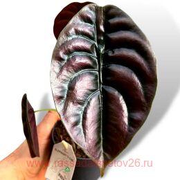 �������� Alocasia Cupera Red 9