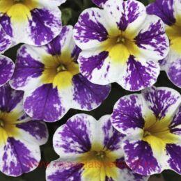 ���������� Candy Shop Grape Splash14