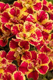 ���������� Candy Shop Double Candy Bouquet 23