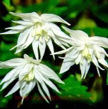 �������� ( ������) 'Albina Plena' (������� �����) 68