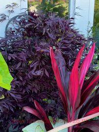 ������ Medusa Black 30