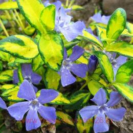  minor Aureovariegata 2