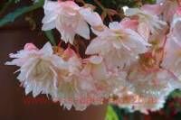  Belleconia Apricot Blush 7