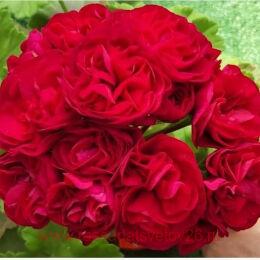 ���������� �� ��������